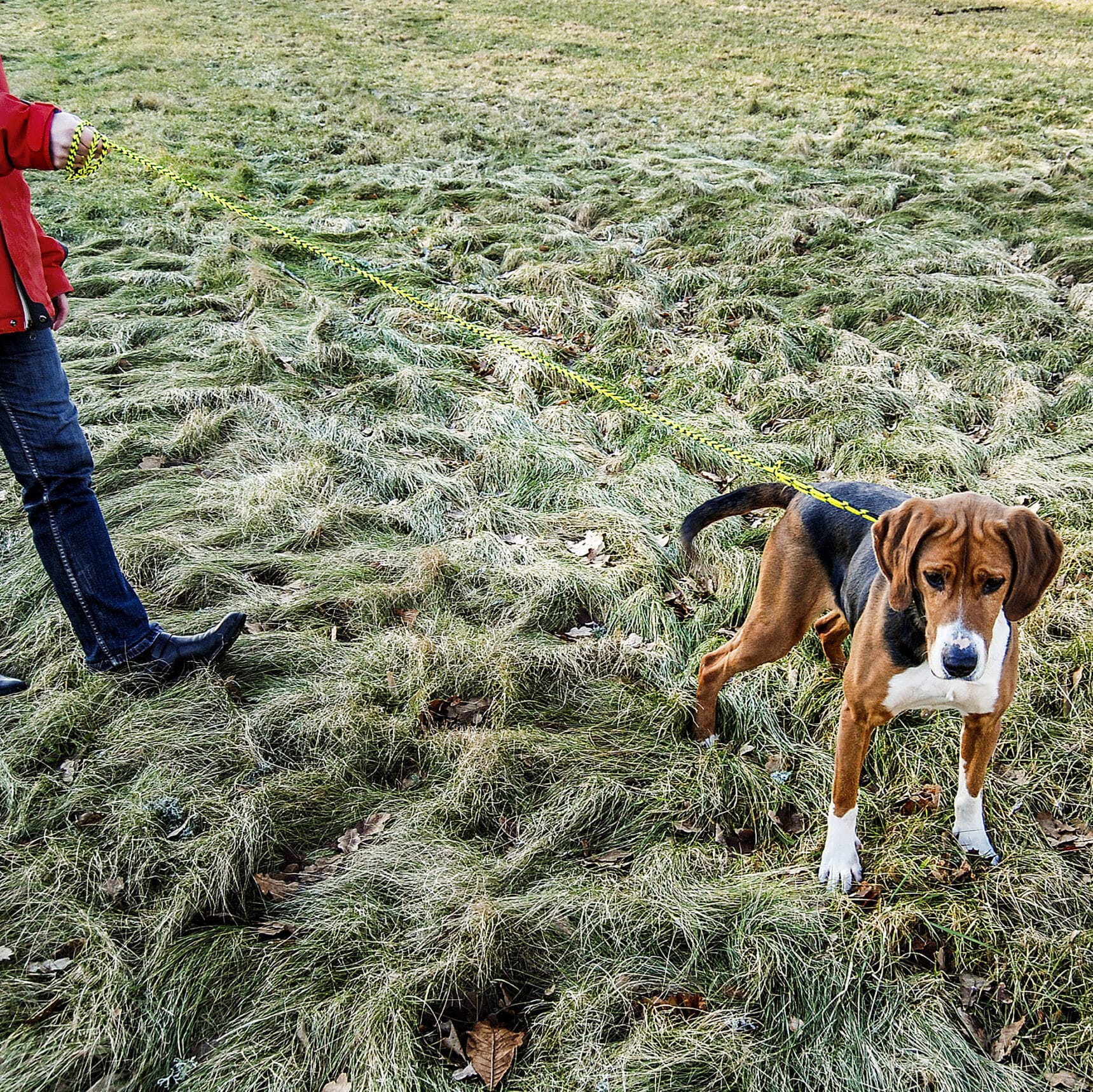 Dog leash Arts & Crafts Texsolvshop